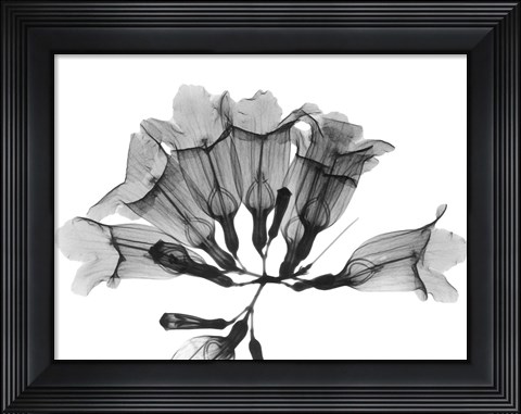 Framed Garlic Vine Print