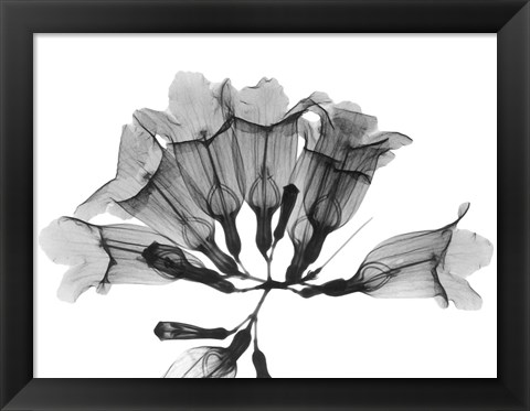 Framed Garlic Vine Print