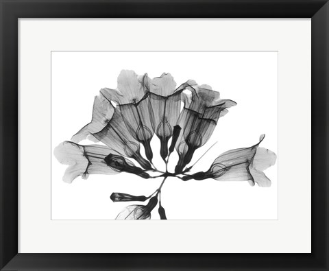 Framed Garlic Vine Print