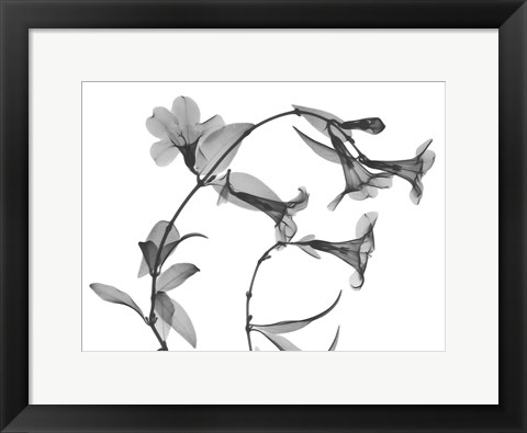 Framed Brazilian Jasmine Print