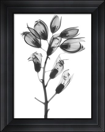 Framed Foxglove Print