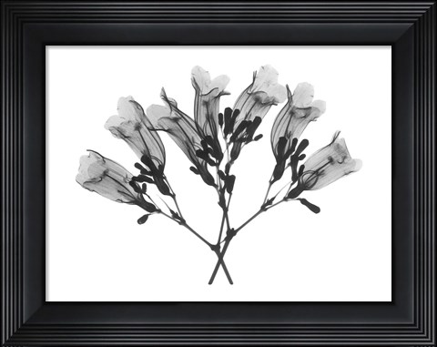 Framed Amethyst Vine Print