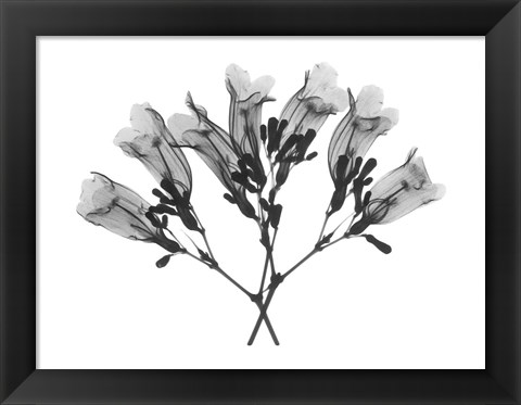 Framed Amethyst Vine Print