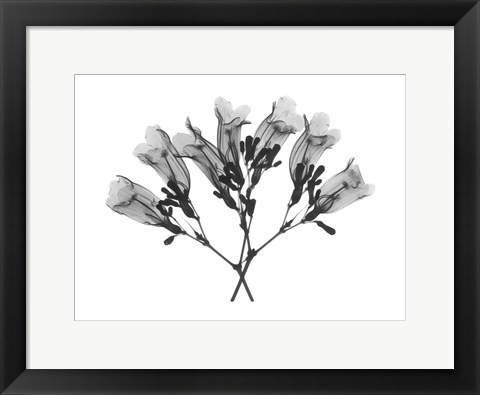 Framed Amethyst Vine Print