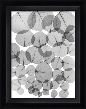 Framed Baybean Leaves Print