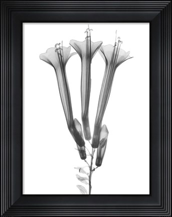Framed Blooming Trio Print