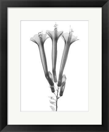 Framed Blooming Trio Print