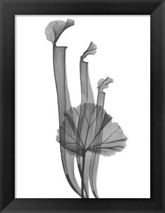 Framed Marching Floral Print