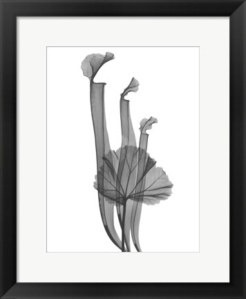 Framed Marching Floral Print