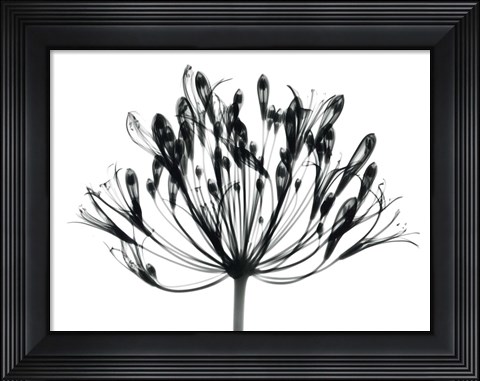 Framed African Lily Print