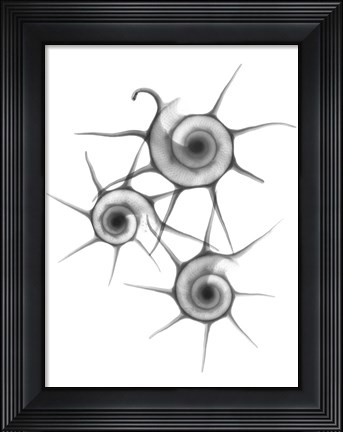 Framed Star Shell  F147 Print