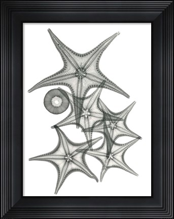 Framed Starfish Bunch F149 Print