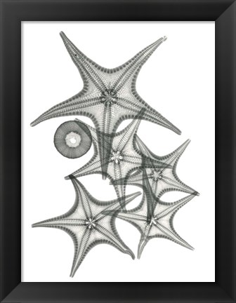 Framed Starfish Bunch F149 Print