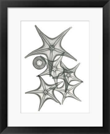 Framed Starfish Bunch F149 Print