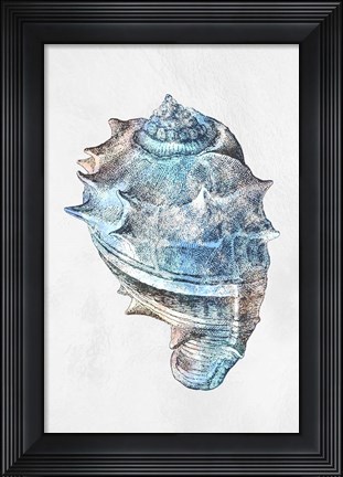 Framed Urban Sea Shell 2 Print