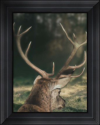 Framed Wandering Buck Print