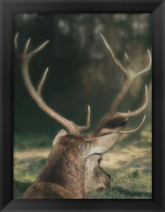 Framed Wandering Buck Print