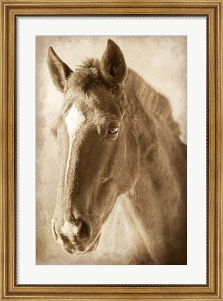 Framed Wild Stallion 1 Print