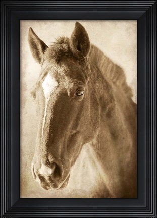 Framed Wild Stallion 1 Print