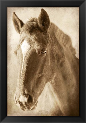 Framed Wild Stallion 1 Print