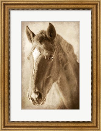 Framed Wild Stallion 1 Print