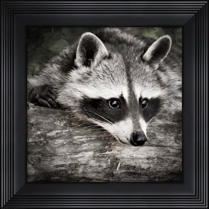 Framed Pondering Raccoon 2 Print
