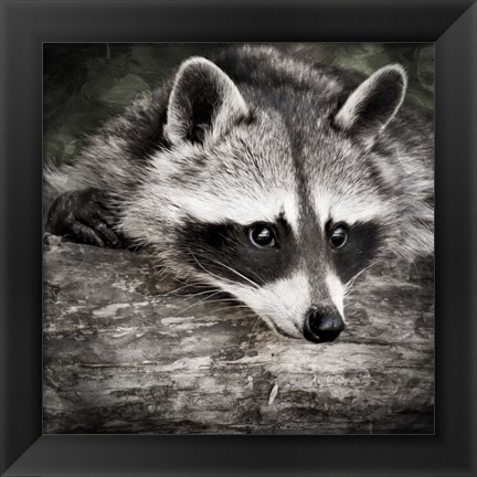 Framed Pondering Raccoon 2 Print