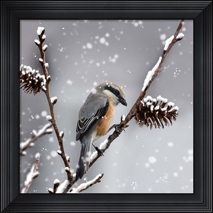 Framed Snow Bird Print