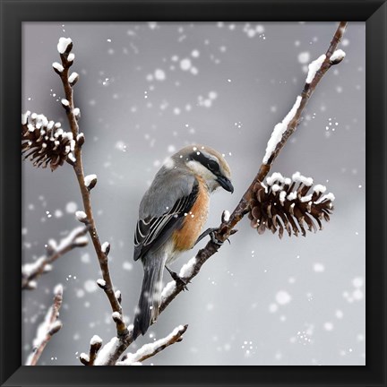 Framed Snow Bird Print