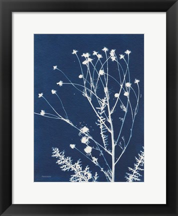 Framed Alpine Flower IV Print