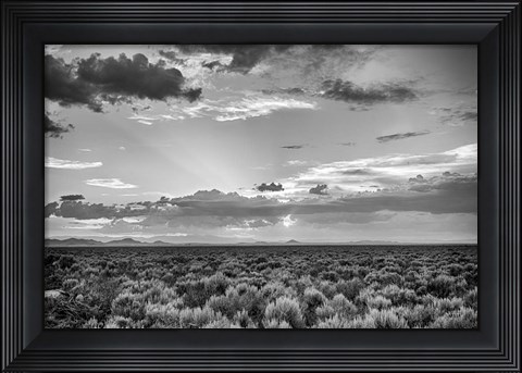 Framed American Sage Print