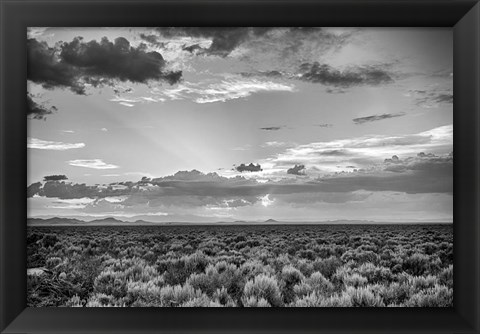 Framed American Sage Print