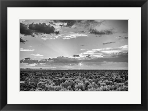 Framed American Sage Print