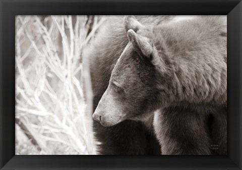 Framed Bear Tones Print