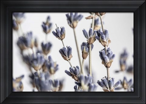 Framed Lavender Bouquet Print