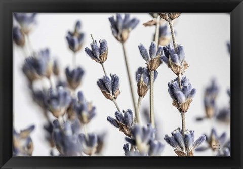 Framed Lavender Bouquet Print