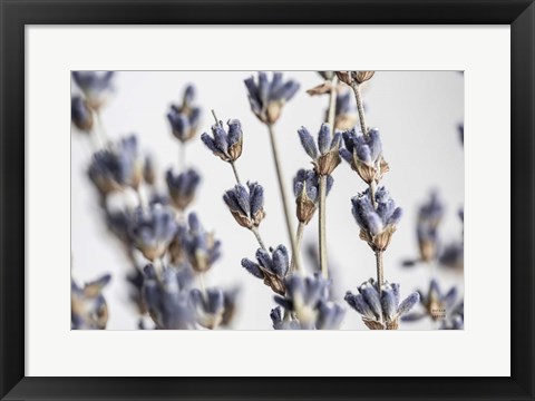 Framed Lavender Bouquet Print