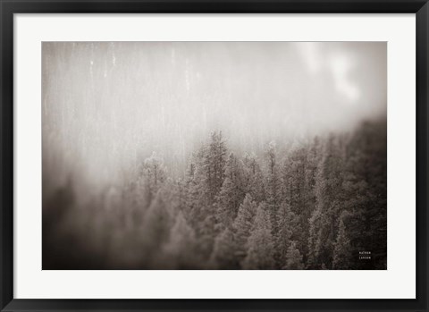 Framed Northern Forests BW Print