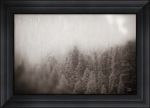 Framed Northern Forests BW Print