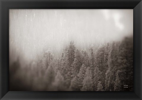 Framed Northern Forests BW Print