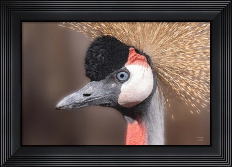 Framed African Crowned Crane Print