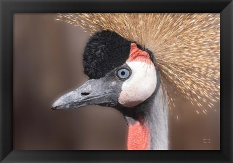 Framed African Crowned Crane Print