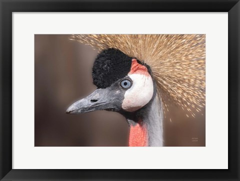 Framed African Crowned Crane Print