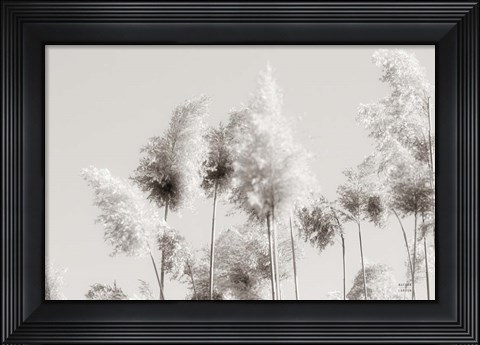 Framed In the Wind III Print