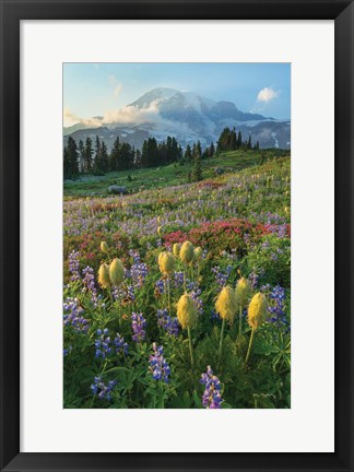 Framed Paradise Wildflower Meadows II Print