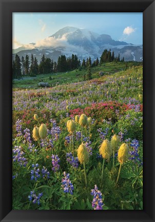 Framed Paradise Wildflower Meadows II Print