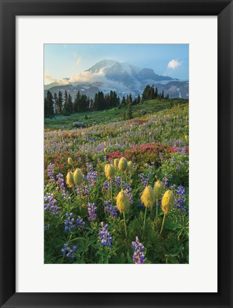 Framed Paradise Wildflower Meadows II Print