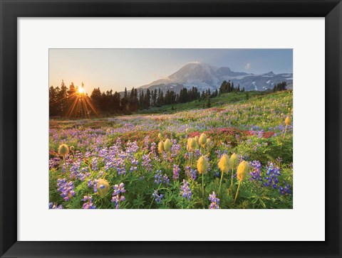 Framed Paradise Wildflower Meadows I Print