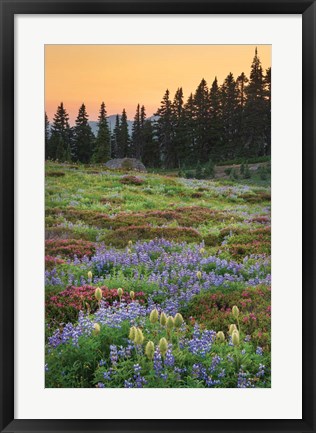 Framed Paradise Wildflower Meadows III Print
