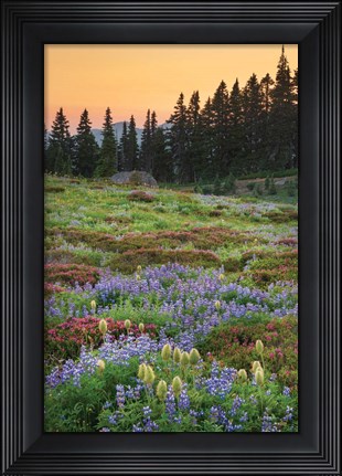 Framed Paradise Wildflower Meadows III Print